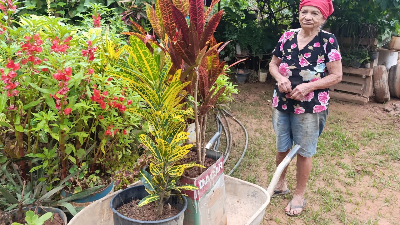Comprei 2 crotom 💞na floricultura da mocinha 💞🙏