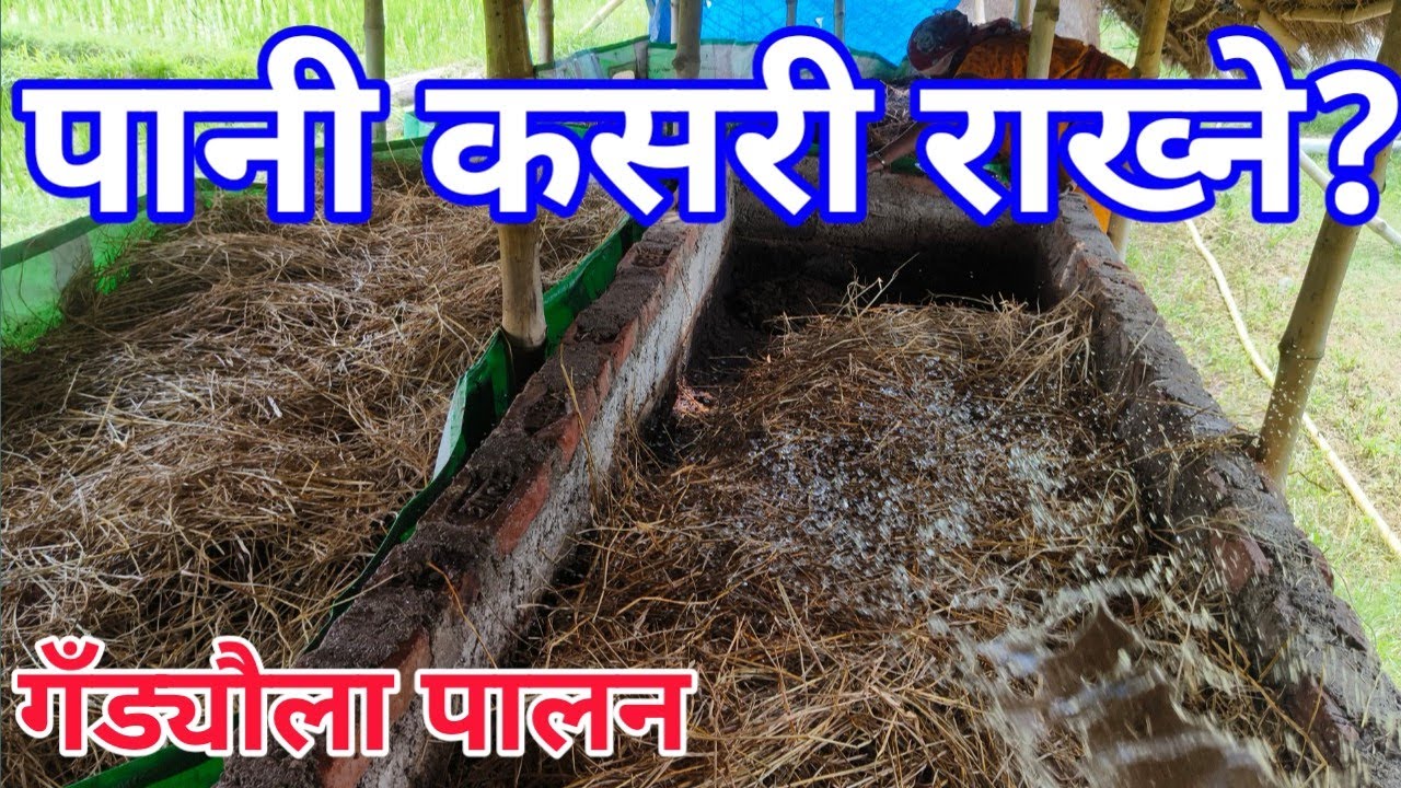 पानी सिंचाई गर्ने तरिका||दिनमा कति पटक पानी राख्ने?