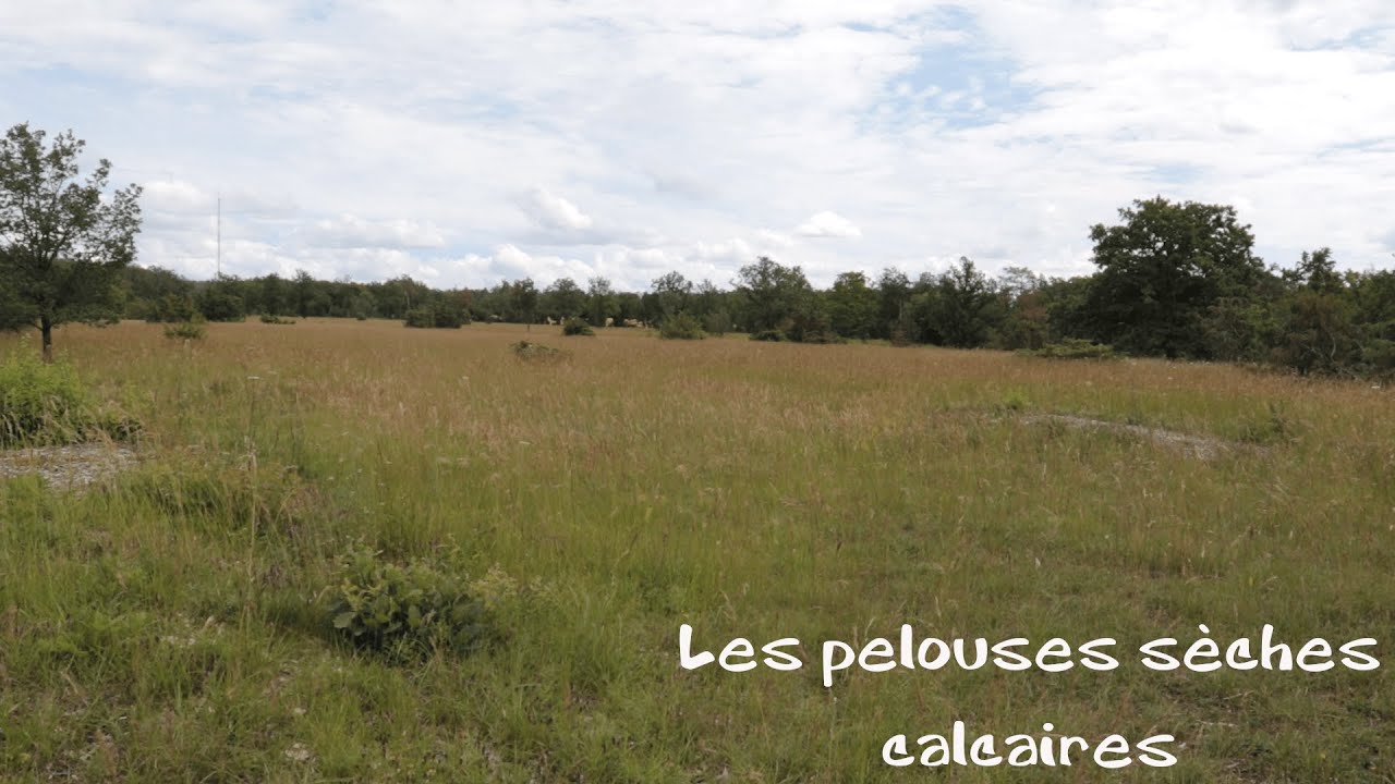 La pelouse s&egrave;che calcaire des Riceys