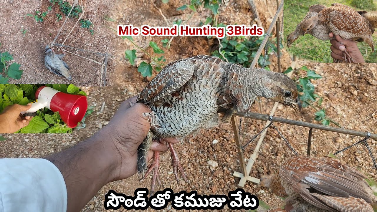 Kamuju Hunting Super// కముజు వేట ఒక్కసారికే మూడు పడినావి // Teetar// Kowthri// kamuju