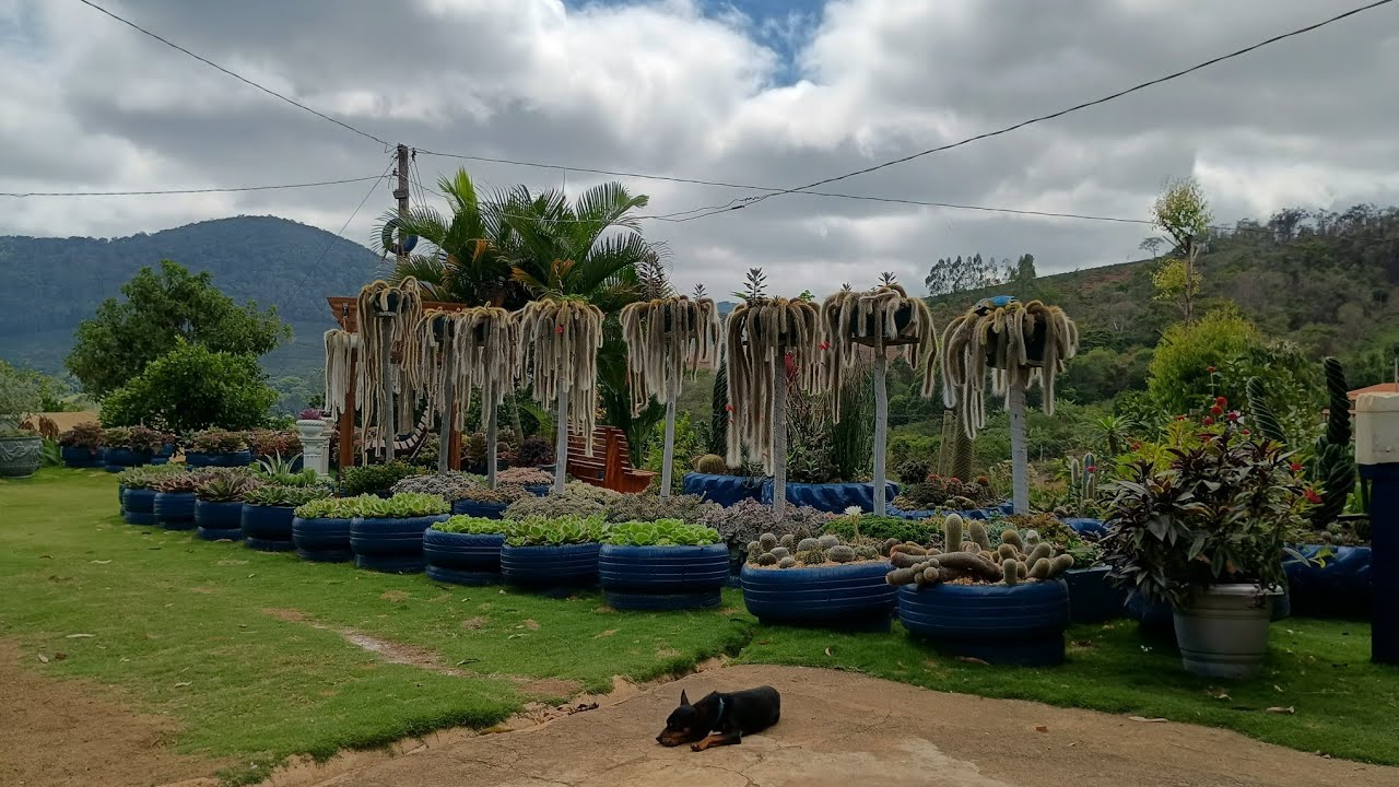 Suculentas compactas na chuva como estão 