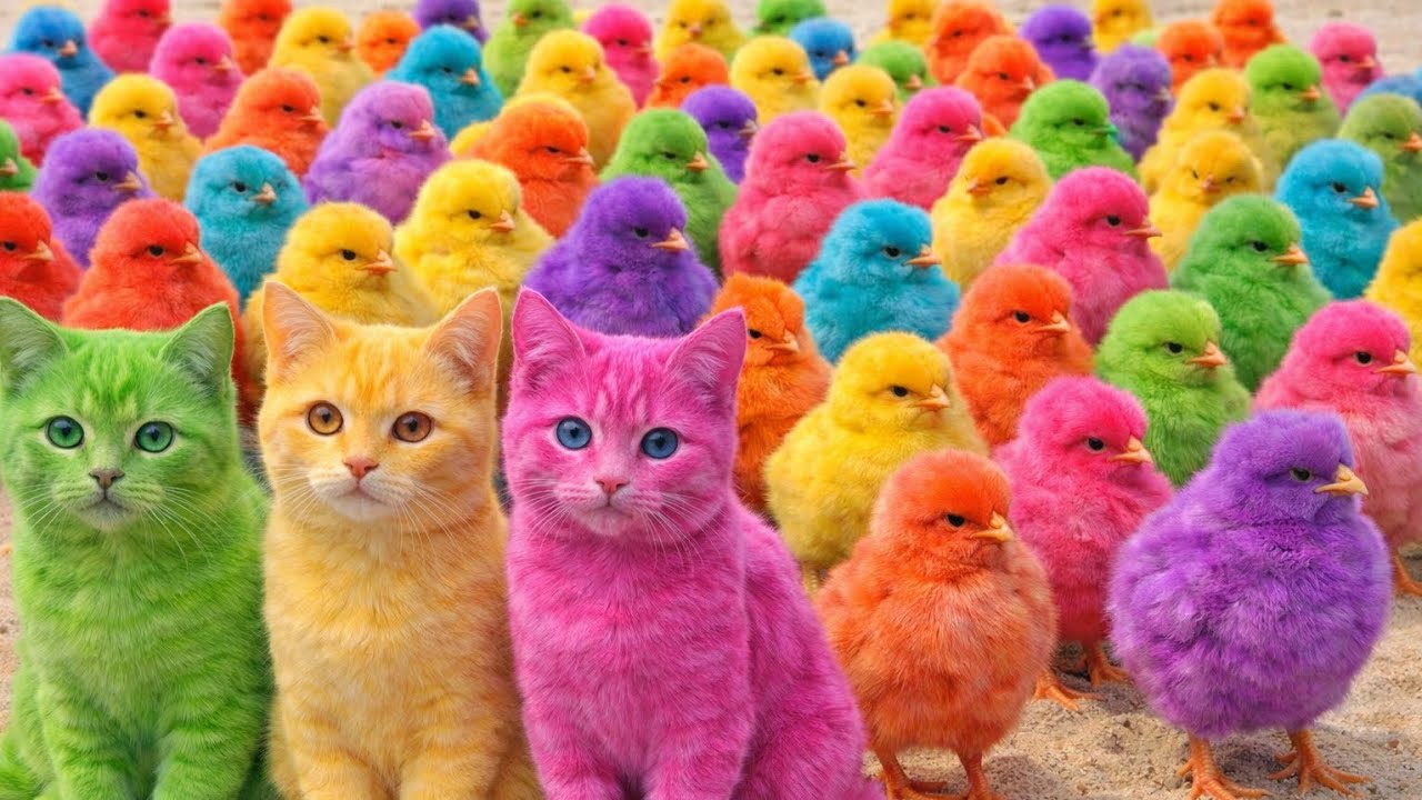 Tangkap Ayam Lucu, ayam warna warni, ayam rainbow, kelinci lucu, bebek lucu, ikan koi, Hewan Lucu