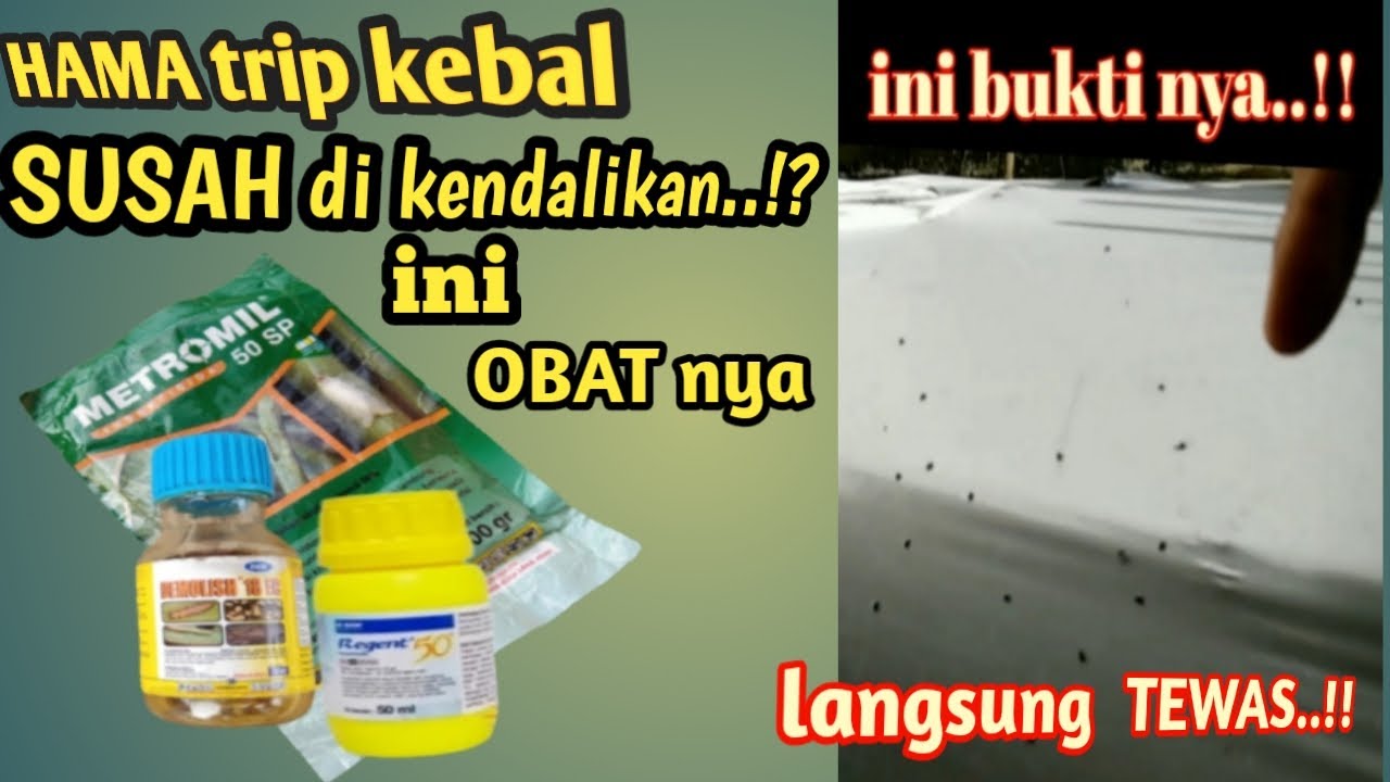 cara membasmi kutu trip yg sudah kebal || cara ampuh mengatasi kutu trip pada tanaman cabai@Adi Tani