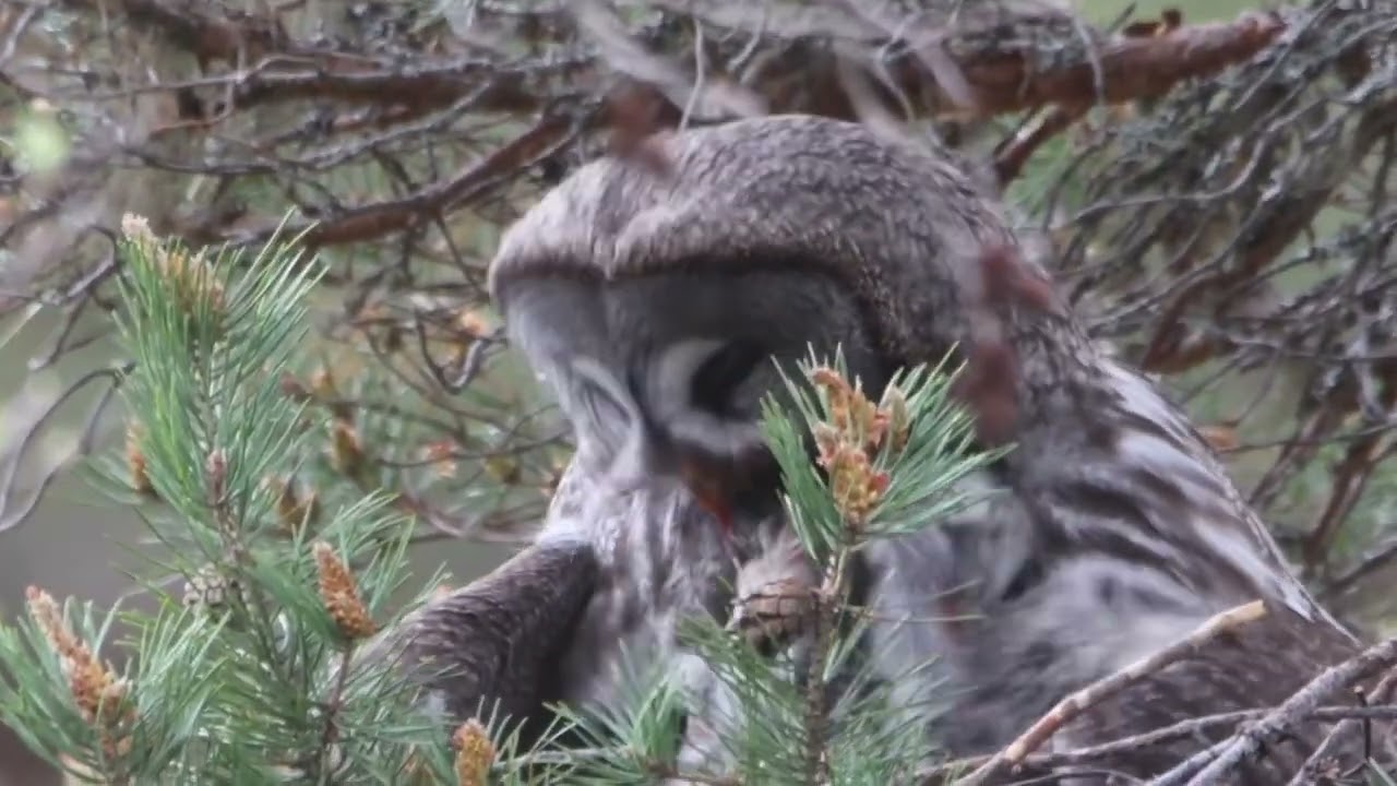 Great Grey Owl nest Norway