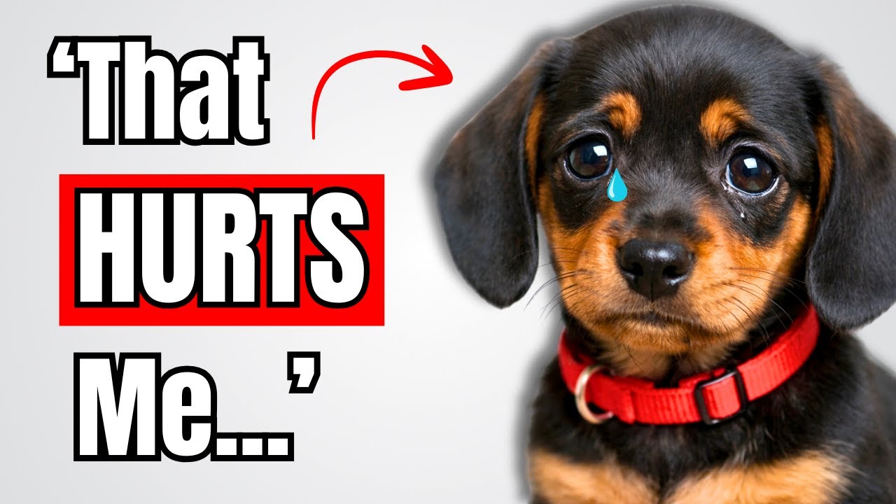 10 Ways You Are Hurting Your Dog Without Realizing!