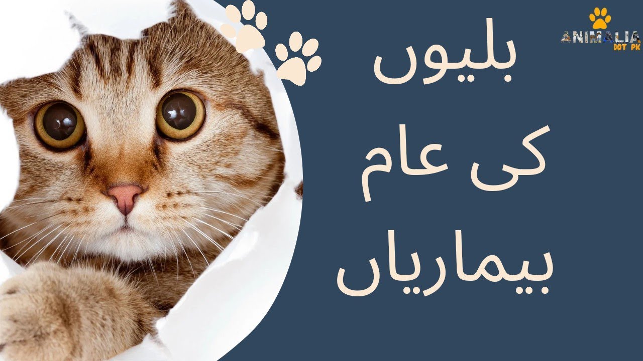 Most Common Diseases In Cats || Vet Furqan Younas ||  Animalia Dot Pk