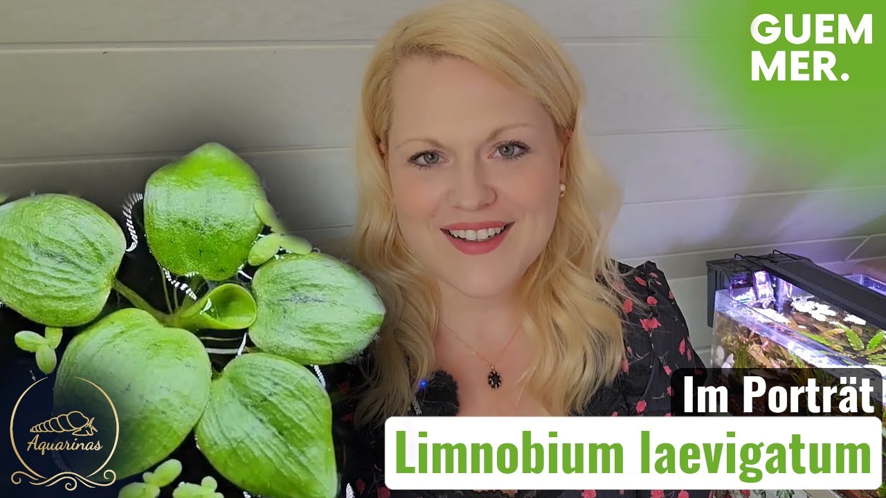 Limnobium laevigatum | Der südamerikanische Froschbiss im Pflanzenporträt