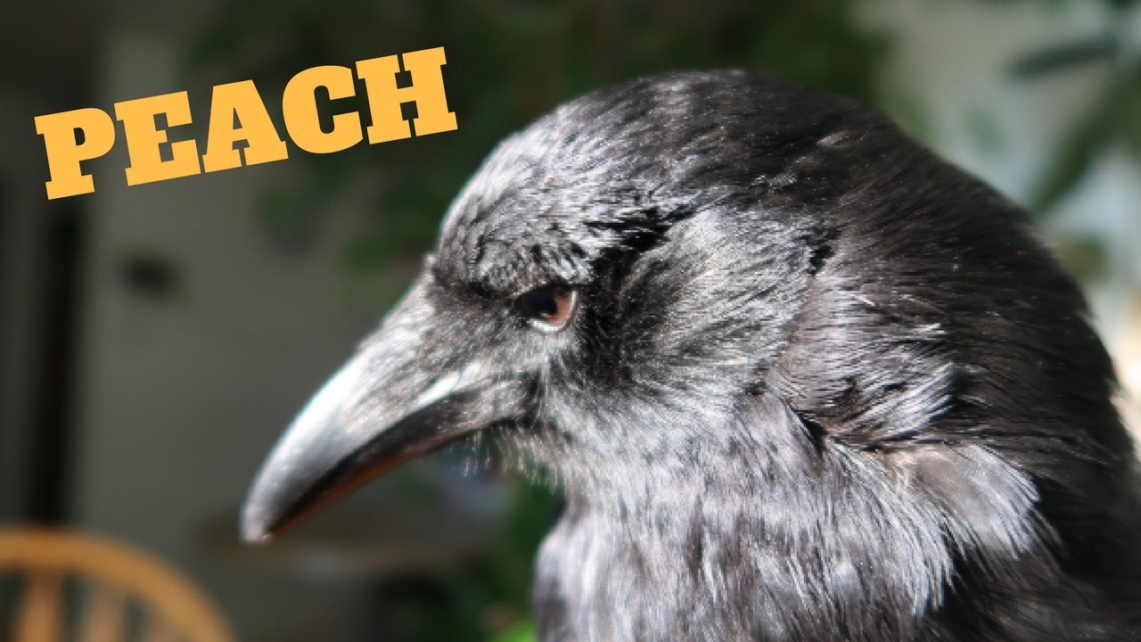 CROW HAVING FUN