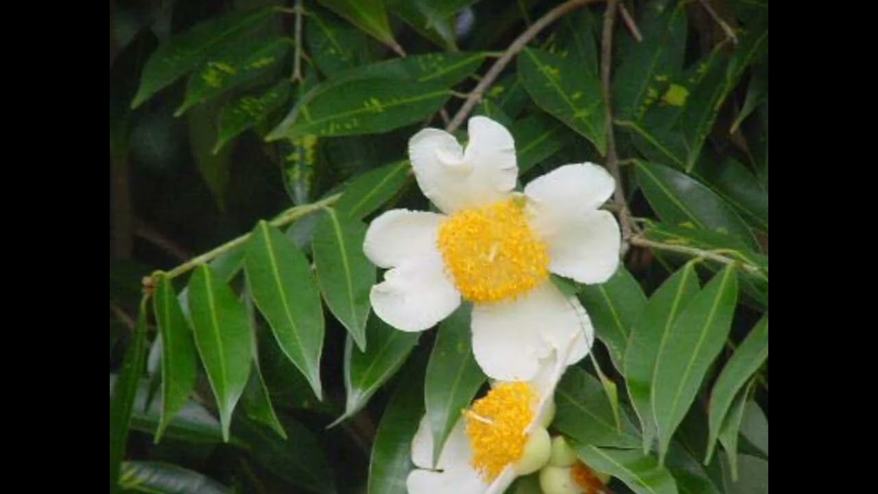 Nag kesar/Nahor (Mesua ferrea): characteristics, distribution & habitat, medicinal uses and wood