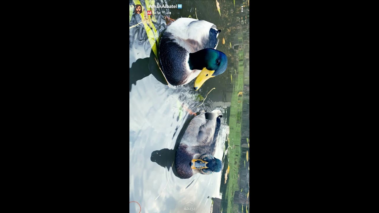 سنابات افنان الباتل مع زوجها💓اليوم الرحلة بقيادتي😉سياكل تعجب هناي😍ودي ابكي هذي الدنيا كيف الجنة😌