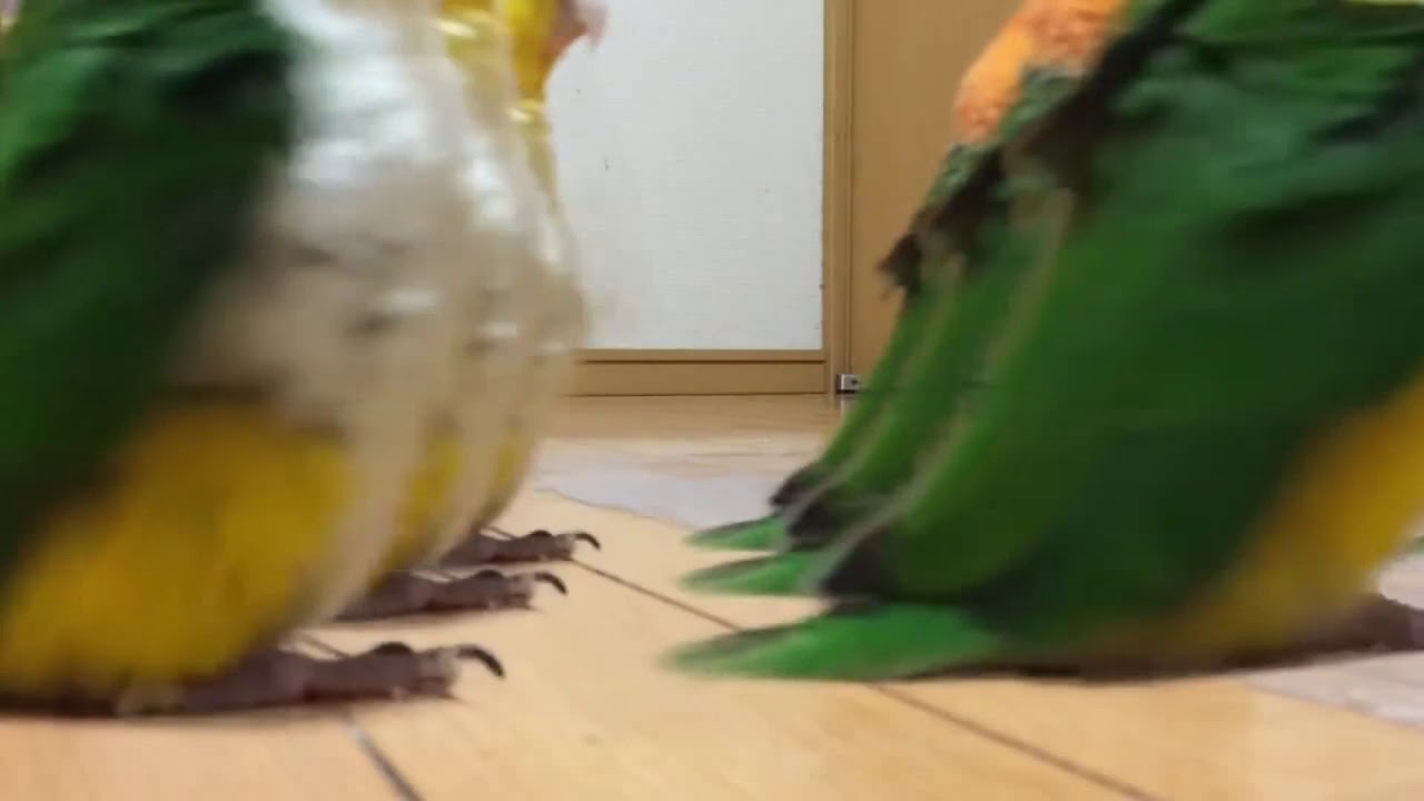 Parrot Hell March