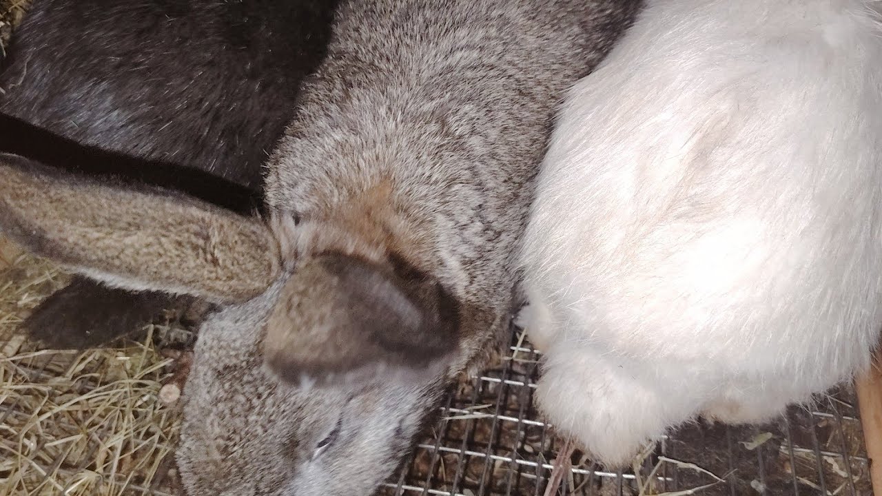 «Сніжний ранок🏔️🌨️ у кроликів:🐇🐇🐇 магія зимових буднів🌬️🪄