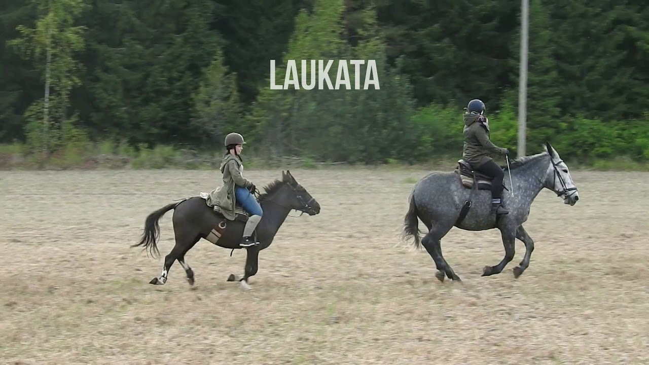 Mikä on muuli ja mitä sen kanssa voi tehdä?
