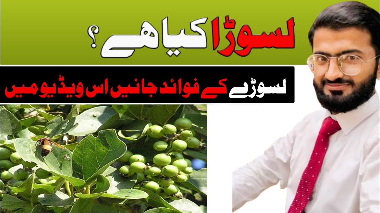 Health benefits of Lasoora| lasoora khany k fayde|glue berry|Cordia dictoma  @herbalistnoman9965