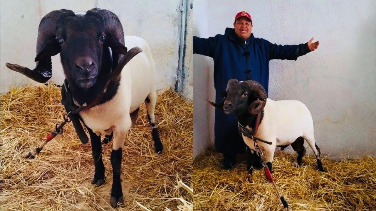 حلقة 26 : ماهر المحروڤ 🏆 أريانة 🇹🇳 الأبطال 🐏