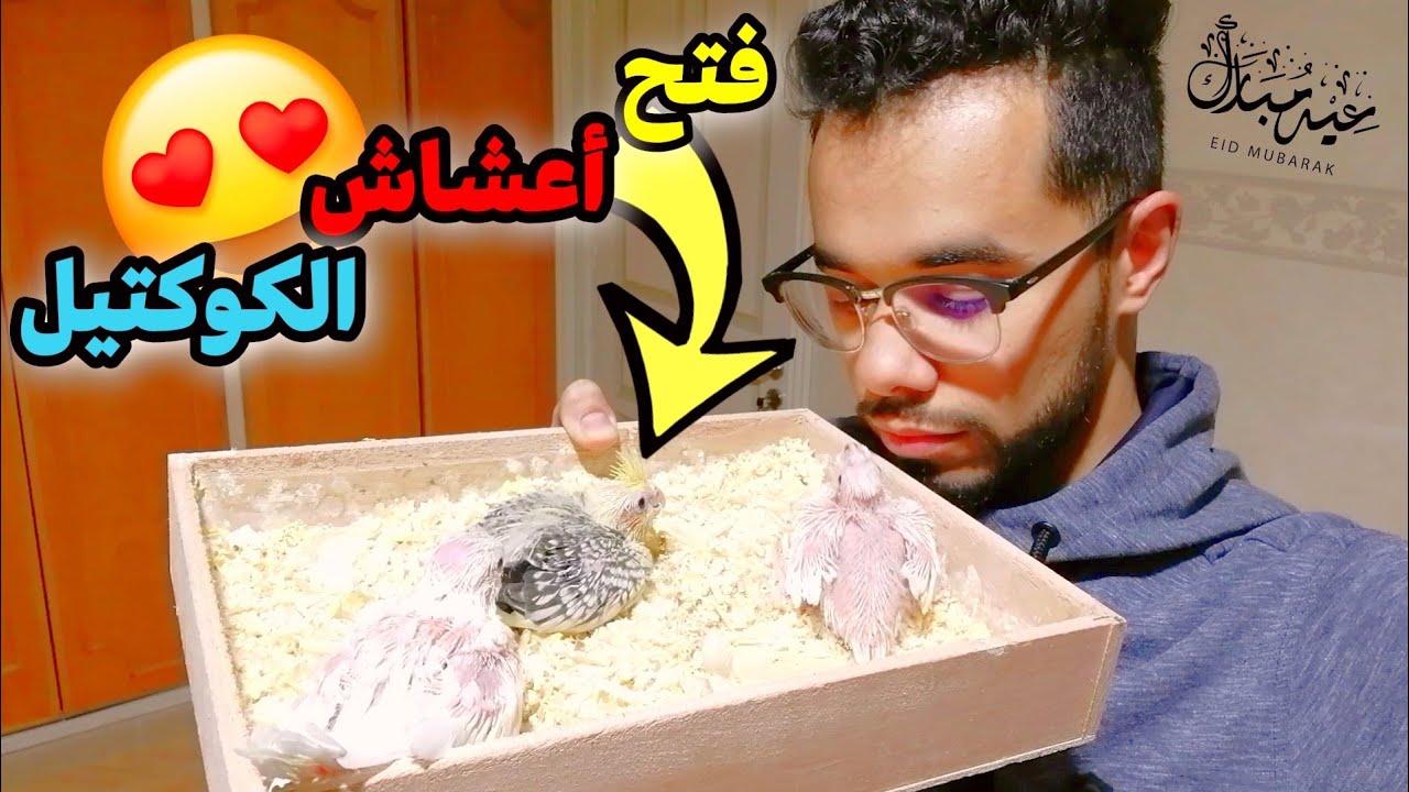 و أخيرااا عدنااا 😁 فتح اعشاش الطيور الكوكتيل (كالوبسيت) ❤️✌🏻  مفاجئة في أعشاش 💜😋