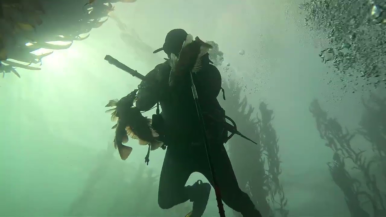 Ultimate California Dive: Aerial Drone + Underwater Spearfishing Rockfish in Giant Kelp