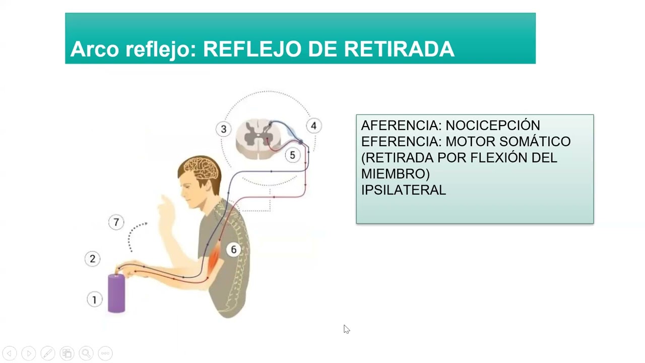 Vías de conducción aferentes. Segunda parte
