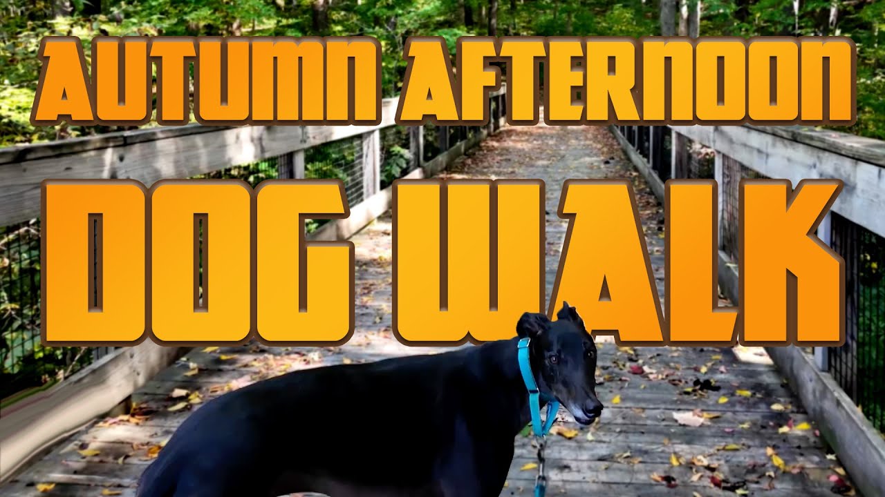 Lovely Autumn Afternoon Dog Walk in the Forest | 4K | 25 minutes
