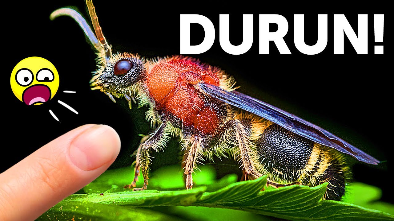 Bu Böceği Görürseniz, İğnesine Karşı Dikkatli Olun!