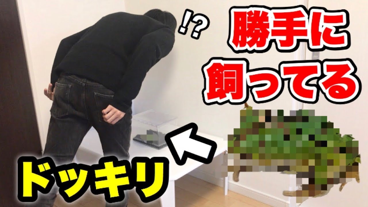 【ドッキリ】カエル嫌いな兄が出かけている間に本物のカエル買ってみたwww【モニタリング】