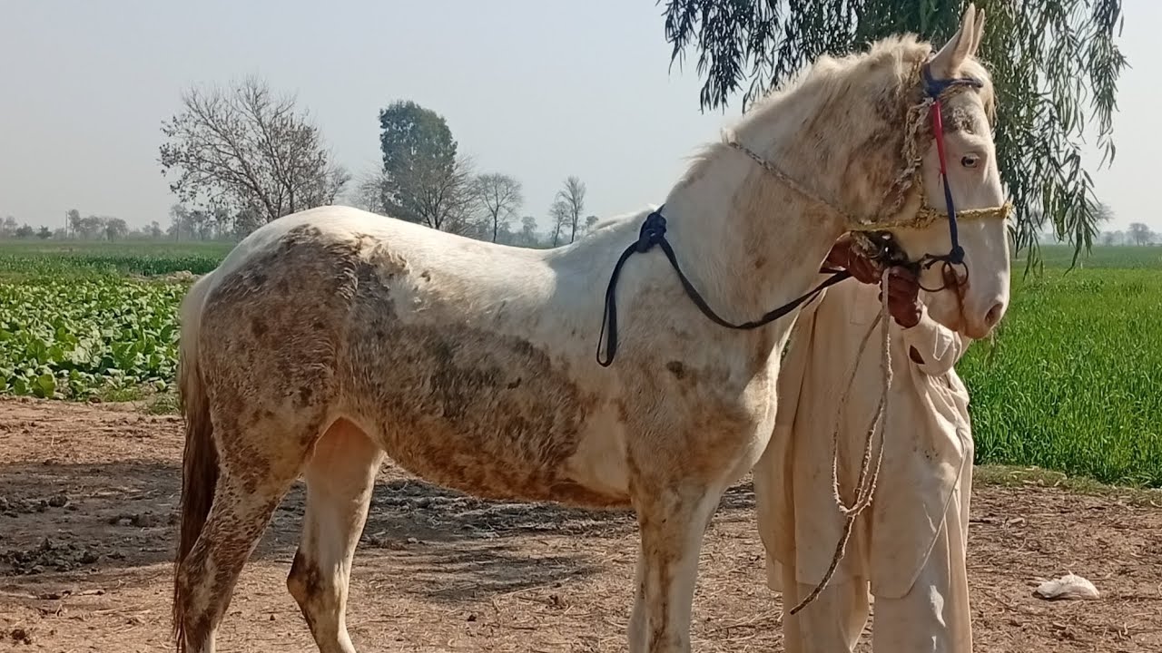Beautiful Nukri horses|shoq|Zafar awan|Pregnant horses|Aminpur Bangla ki Dunya|Horse lover video|