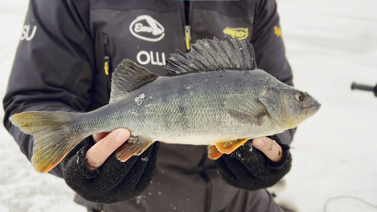 Ahvenen pilkintää pellin kanssa Suvaksella - Mitä on laikkukalastus - Ahvenen pilkintä