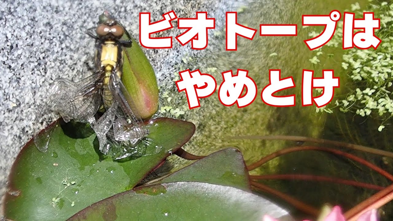 知らないで始めると後悔する、ビオトープのデメリット5選