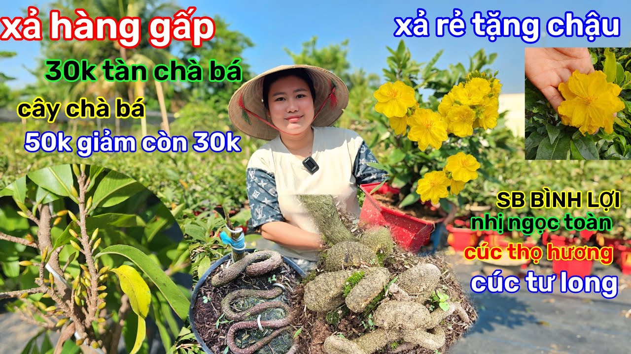 🌲28/1☎️vườn mai Chị Trâm☎️mai ghép chơi tết🌲cây  chà bá🌲xả 30k-50k🌲tặng chậu mới🌲miễn phí 