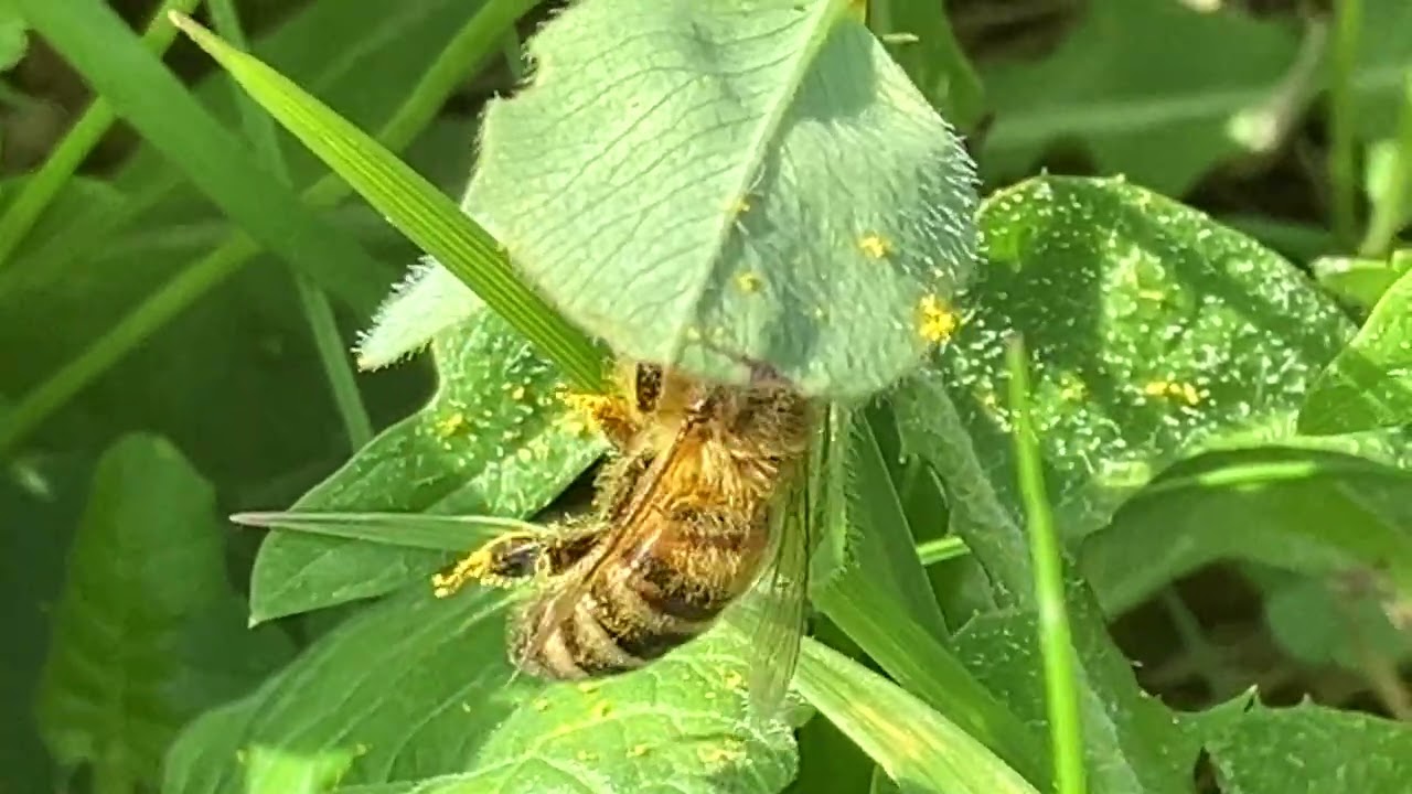 Bee on Dandelion Flower in Spring Meadow