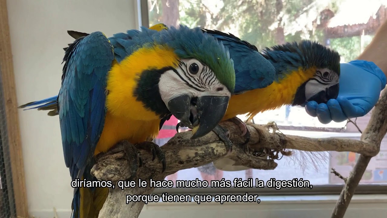 BUIN ZOO TE ACOMPAÑA EN CASA (Las crías de guacamayo azul y amarillo)