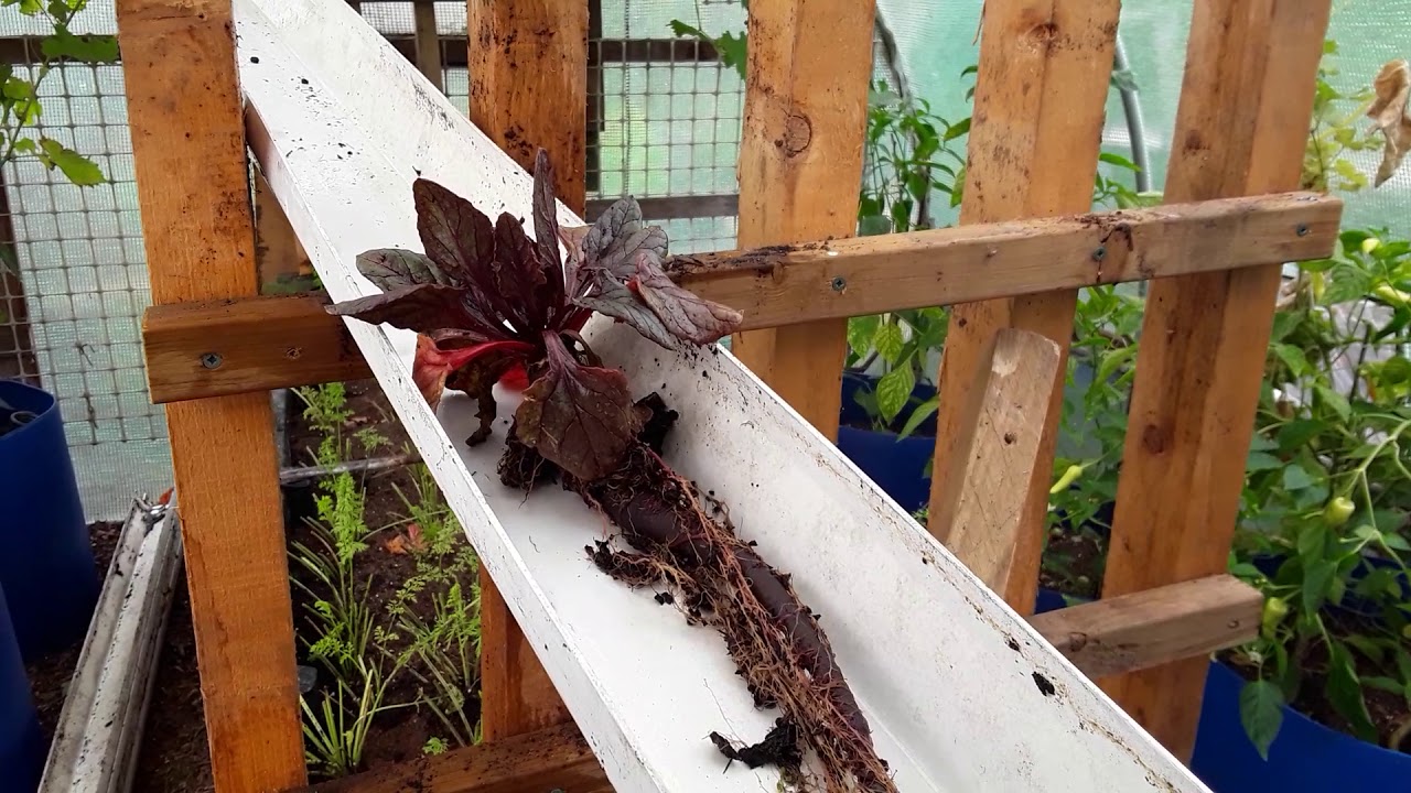 Land Of The Giants 🌻 Malvern National Giant Vegetable Championships 🌻 Long Beetroot & Show Carrots
