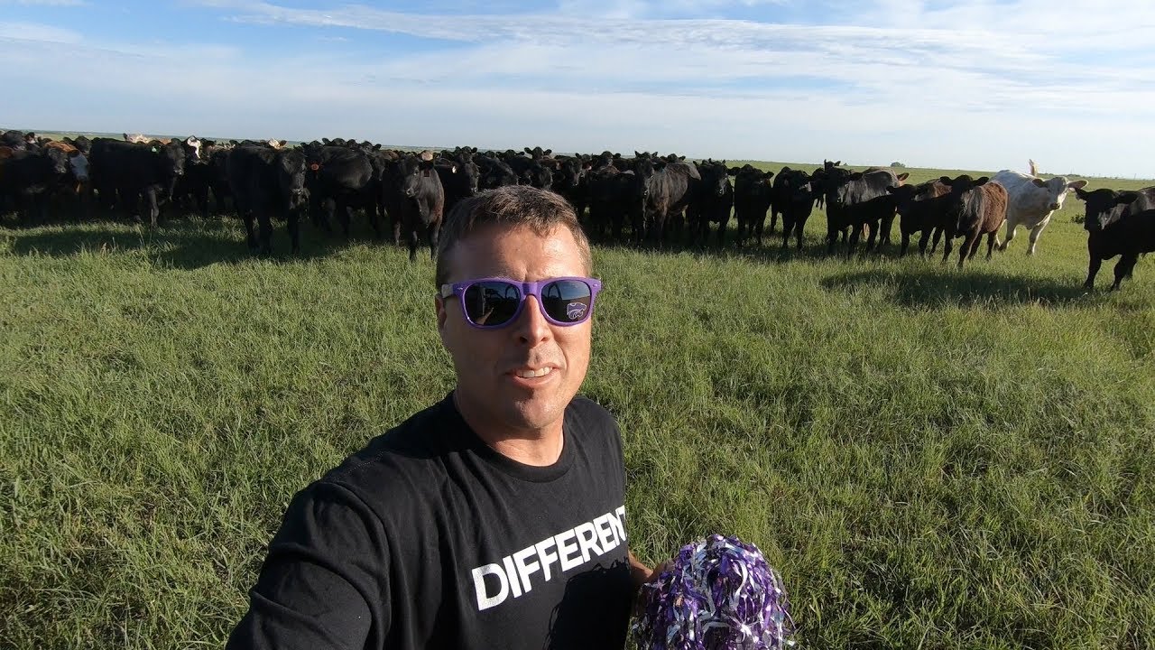 Cheerleader Cow Guy