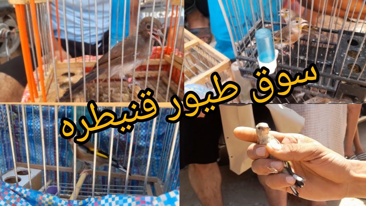 جوله في سوق طيور قنيطره الاحد 4 غشت😘 تعرف على اثمنه فراخ الحسون