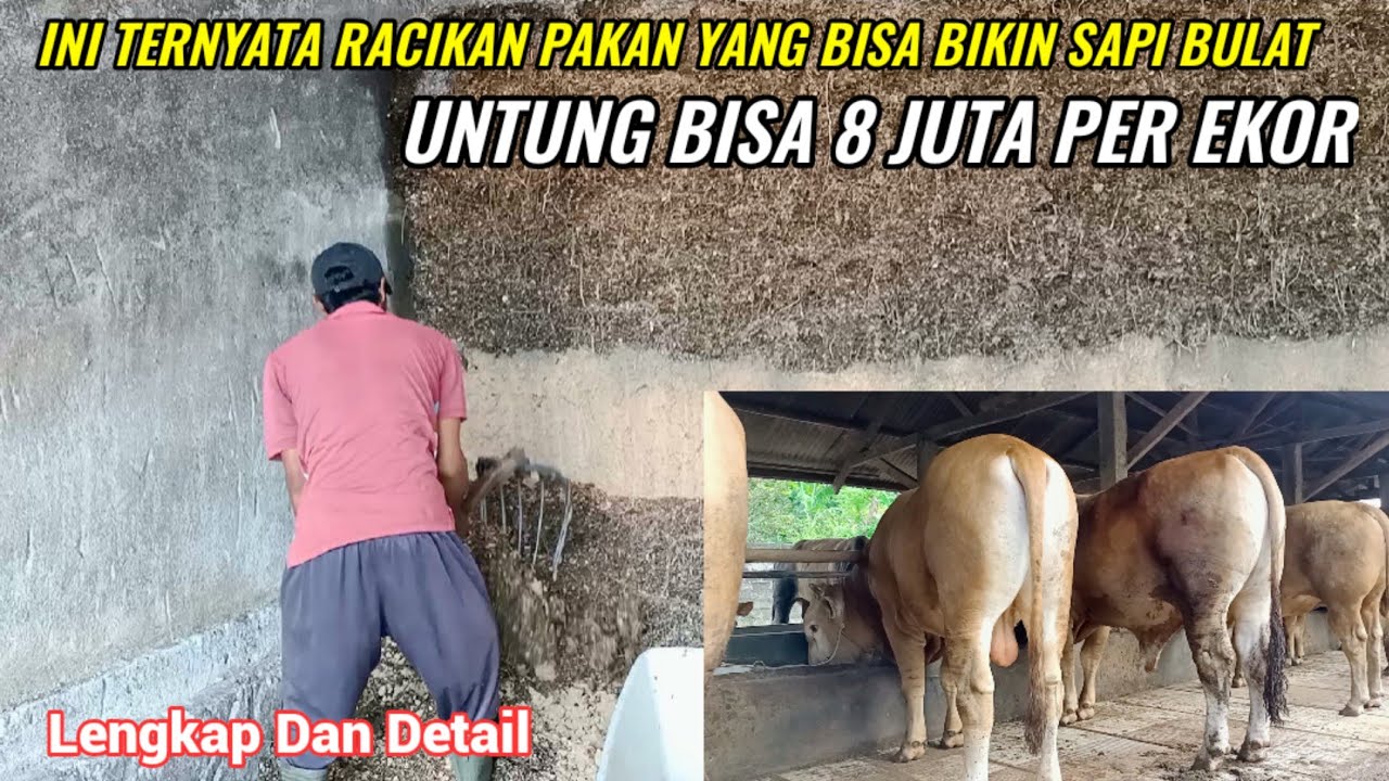 Racikan Pakan Yang Bisa Bikin Sapi Bulat Untung Bisa 8 Juta Per Ekor Lengkap Dan Detail