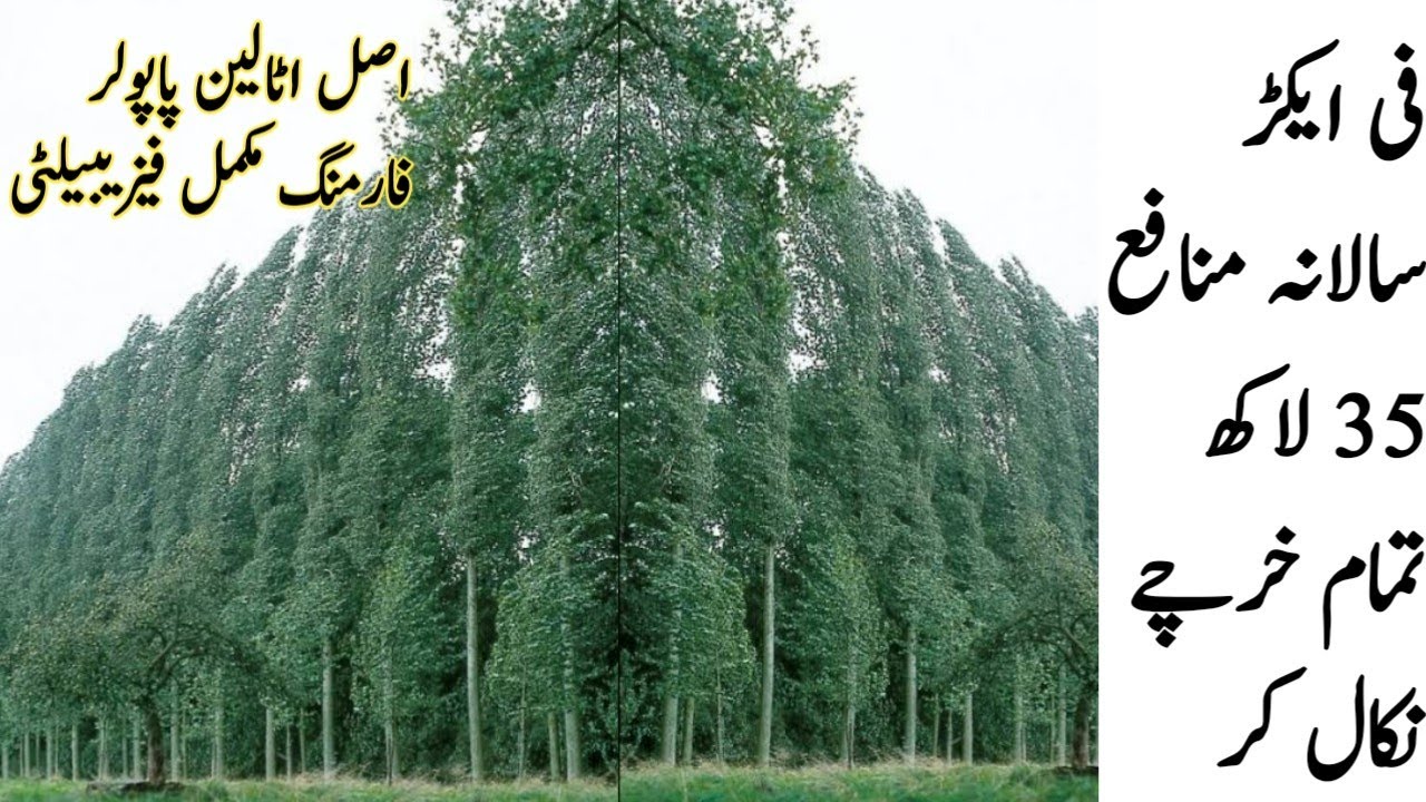 35 lac net profit per acre annually by Italian popular farming|| How to start Italian popular farm