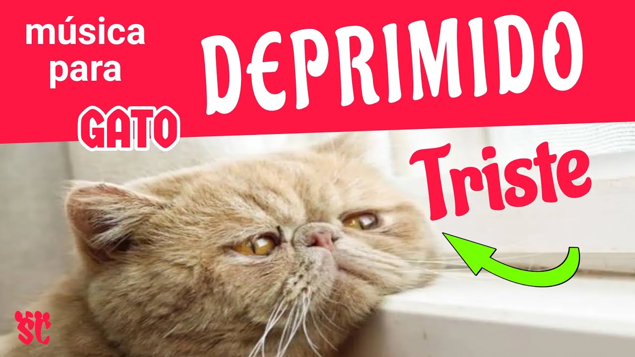 MÚSICA para gatos ALEGRA a mi GATO DEPRIMIDO y TRISTE|🎶 MUSIC to CHEER my DEPRESSED and SAD CAT