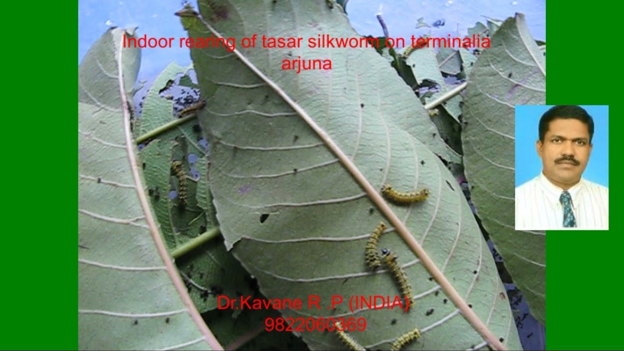 Indoor rearing  tasar silkworm on Terminalia arjuna by Dr.Kavane R.P