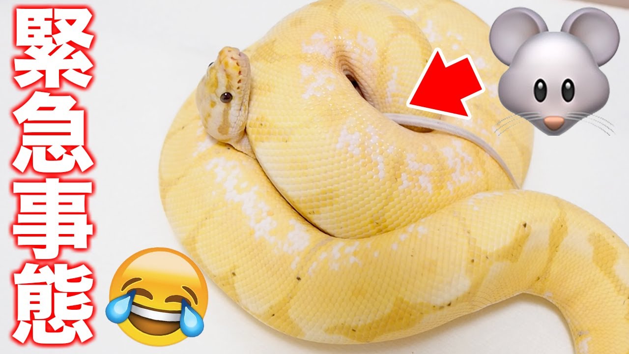 眉毛があるかわいいヘビに餌やりしたら緊急事態が発生