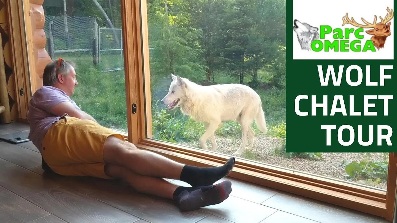 See Inside The Amazing Wolf Chalet At Parc Omega!