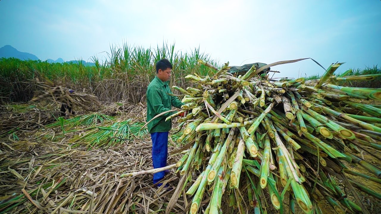 Manual sugarcane harvesting and manual sugar production by farmers