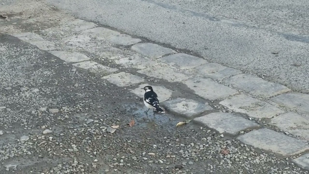 Bird near train station 