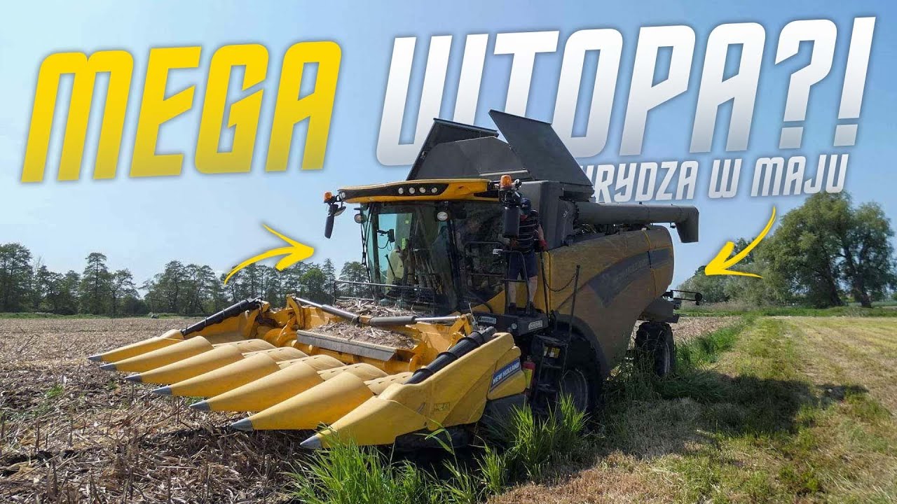 🔥KUKURYDZA W MAJU?!🔥WTOPA🔥PÓZNE KOSZENIE QQ NA ZIARNO 2023🔥GRH, UR RUBIN🔥NEW HOLLAND CX 6.80🔥