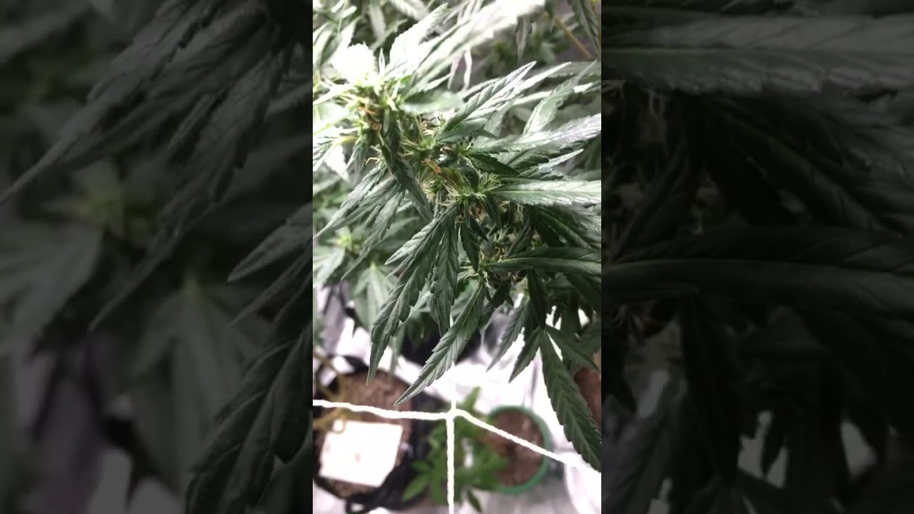 First time Grower 💯🦾✊🏿🙏🏾🏆⏳