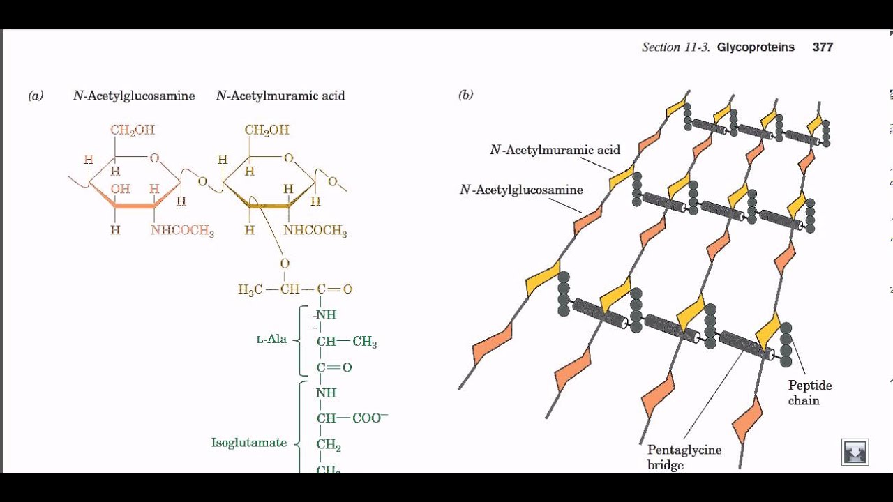 Peptidoglycan structure and biosynthesis