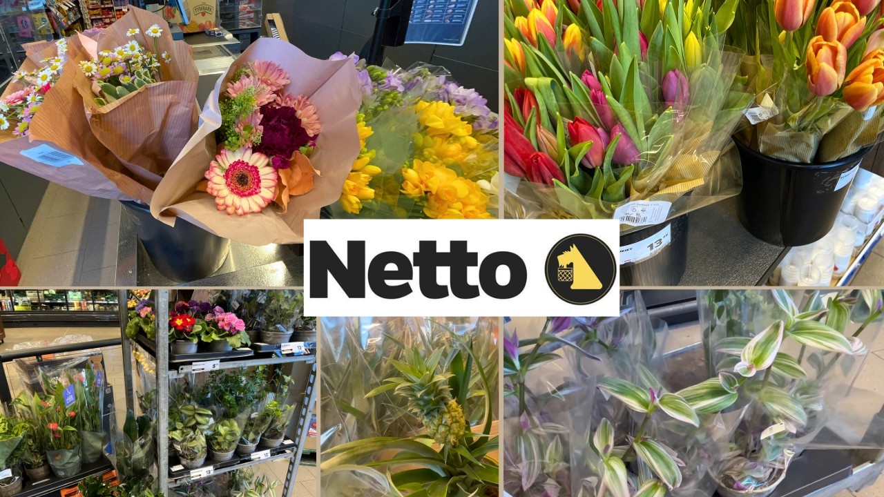 Przegląd kwiatów w Netto🌸Bukiety okolicznościowe/Kwiat ananasa w ceramicznej doniczce🌸