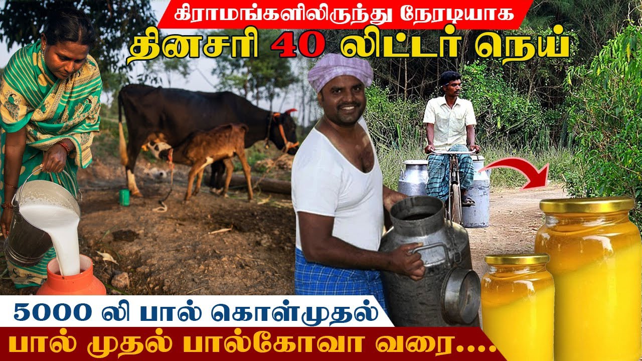 இப்படித்தான் நெய்  உற்பத்தி செய்றாங்களா? | டன் கணக்கில் நெய் உற்பத்தி | L.N.MILK DAIRY