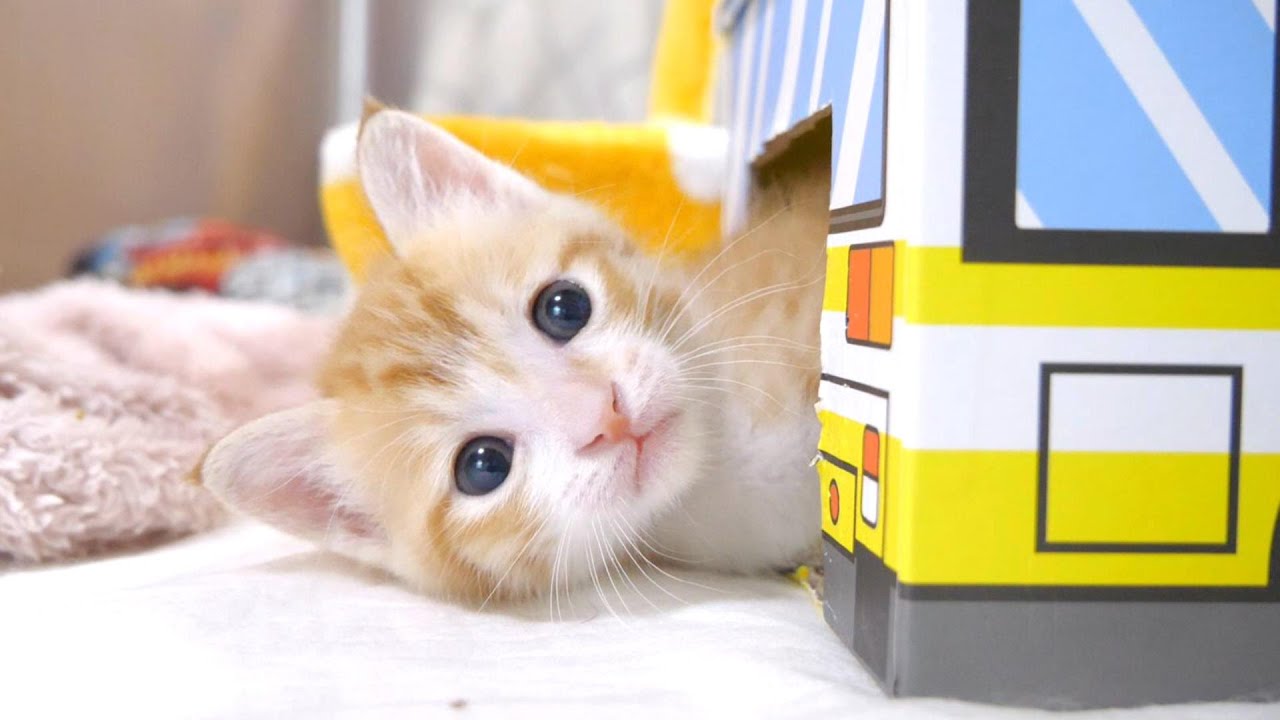 ミルクの匂いでバスからひょっこり出てきた子猫さん【赤ちゃん猫　保護猫】