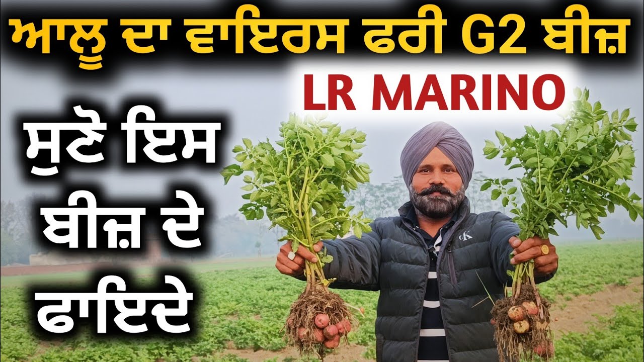 LR ਆਲੂ ਦਾ ਵਾਇਰਸ ਫਰੀ G2 ਸਟੇਜ ਬੀਜ਼। ਸੁਣੋ ਕਿਸਾਨ ਤੋਂ ਬੀਜ਼ ਦੇ ਫਾਇਦੇ ਤੇ ਕਿੰਨਾ ਝਾੜ।ਹੁਣੇ ਈ ਬੁਕਿੰਗ ਕਰਲੋ ਦੋਸਤੋ