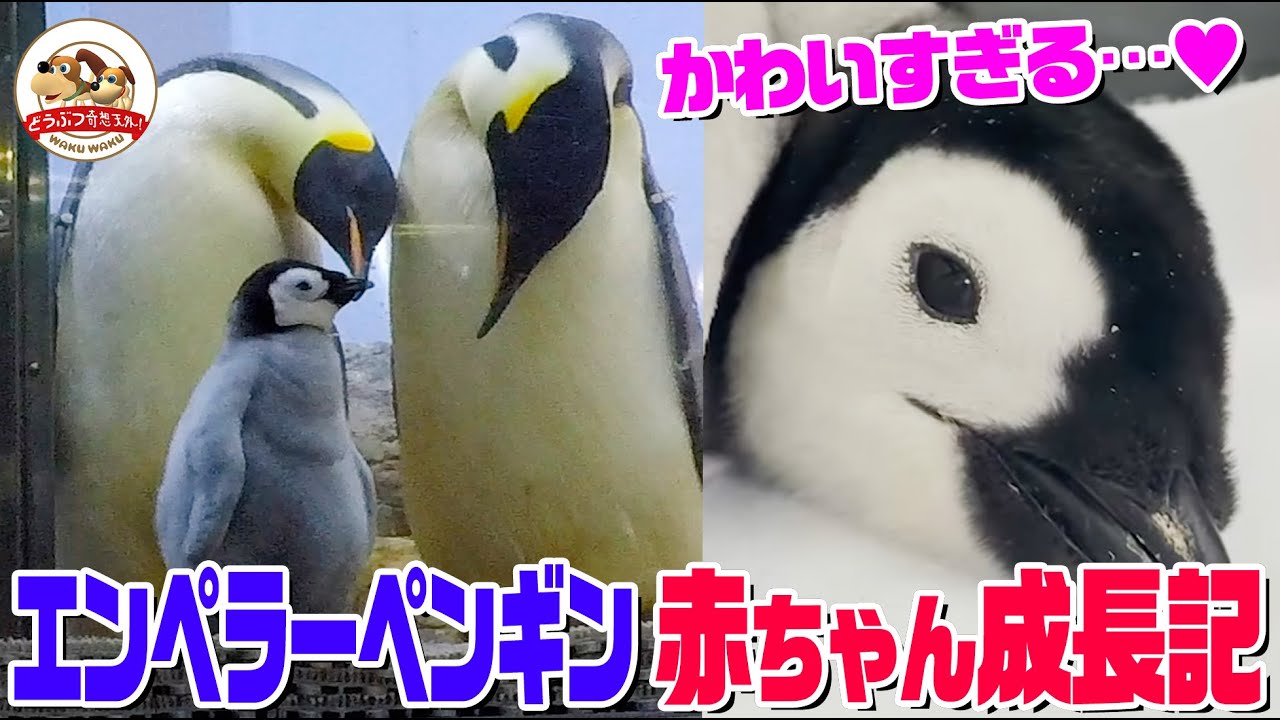 【もふもふ】エンペラーペンギンの赤ちゃんを大事に育てた貴重映像！よちよち歩きにウトウトお昼寝！寝姿はまるで「おにぎり」で可愛すぎる…【どうぶつ奇想天外／WAKUWAKU】